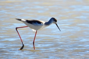 Cigüeñuela común, Himantopus himantopus. Black-winged stilt.